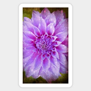 Fancy Dahlia Sticker